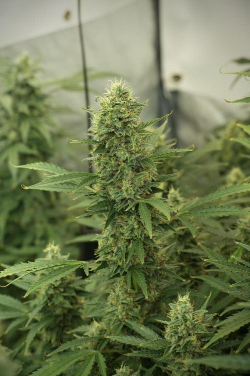 Cosmic Noodles a Zamnesia Dish. Week 12 - Cosmic Noodles no Veg 12-12 from seed 