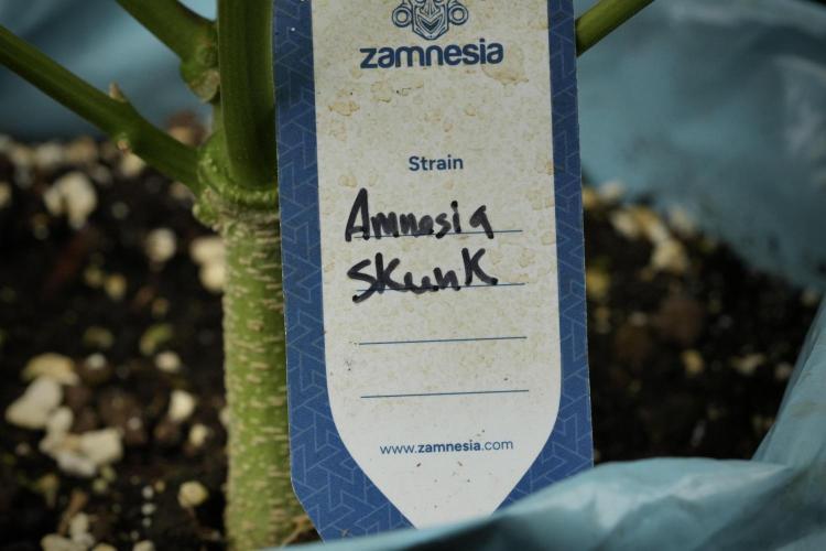 Amnesia Skunk The Zamnesia Way. Week 12 - Amnesia Skunk No Veg 12-12 from seed 