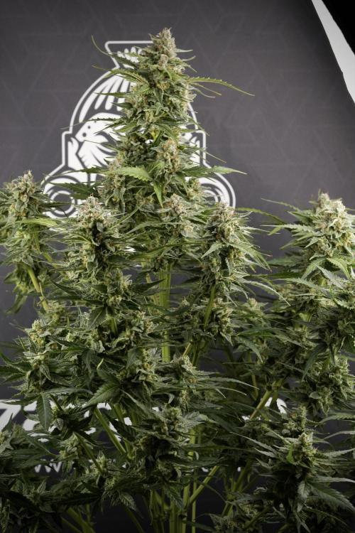 Amnesia Skunk The Zamnesia Way. Week 12 - Amnesia Skunk No Veg 12-12 from seed 