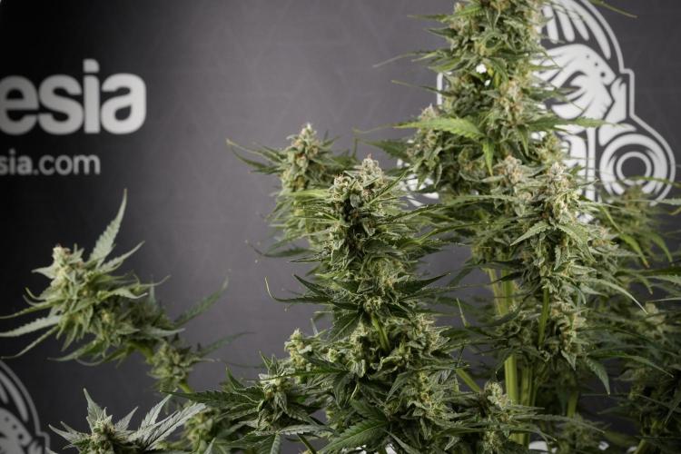 Amnesia Skunk The Zamnesia Way. Week 12 - Amnesia Skunk No Veg 12-12 from seed 