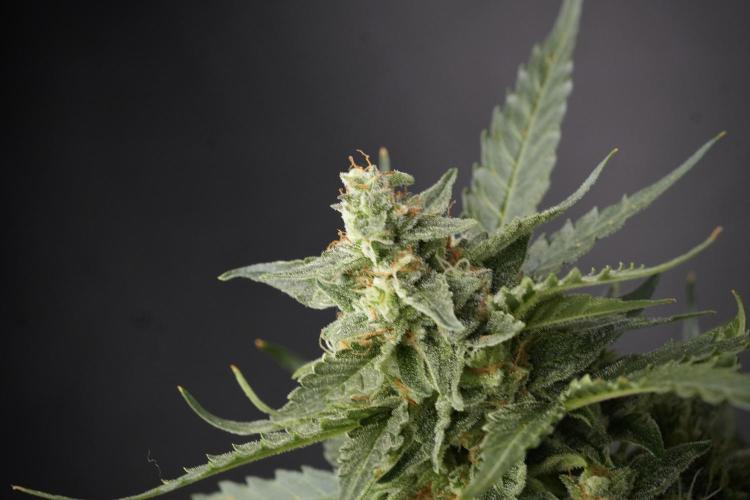 Amnesia Skunk The Zamnesia Way. Week 12 - Amnesia Skunk No Veg 12-12 from seed 