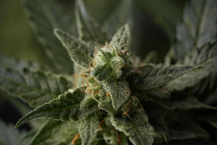 Amnesia Skunk The Zamnesia Way. Week 12 - Amnesia Skunk No Veg 12-12 from seed 
