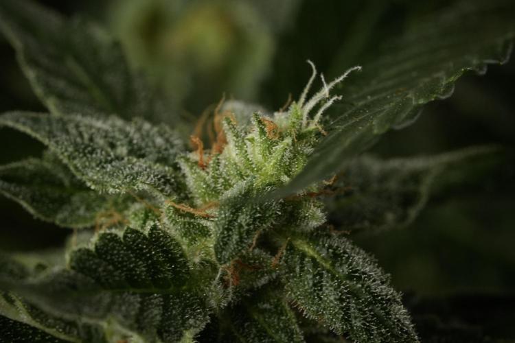 Amnesia Skunk The Zamnesia Way. Week 12 - Amnesia Skunk No Veg 12-12 from seed 
