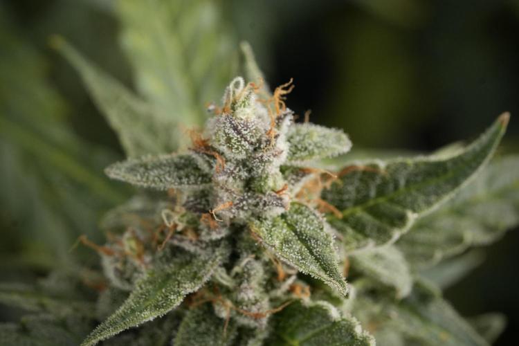 Amnesia Skunk The Zamnesia Way. Week 12 - Amnesia Skunk No Veg 12-12 from seed 