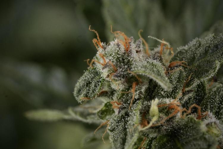 Amnesia Skunk The Zamnesia Way. Week 12 - Amnesia Skunk No Veg 12-12 from seed 