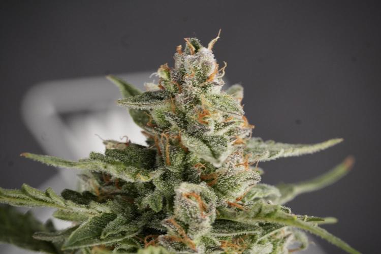 Amnesia Skunk The Zamnesia Way. Week 12 - Amnesia Skunk No Veg 12-12 from seed 