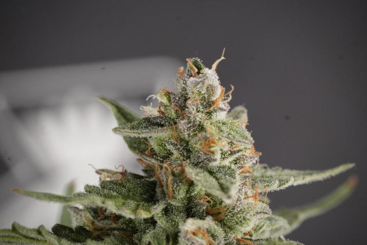 Amnesia Skunk The Zamnesia Way. Week 12 - Amnesia Skunk No Veg 12-12 from seed 