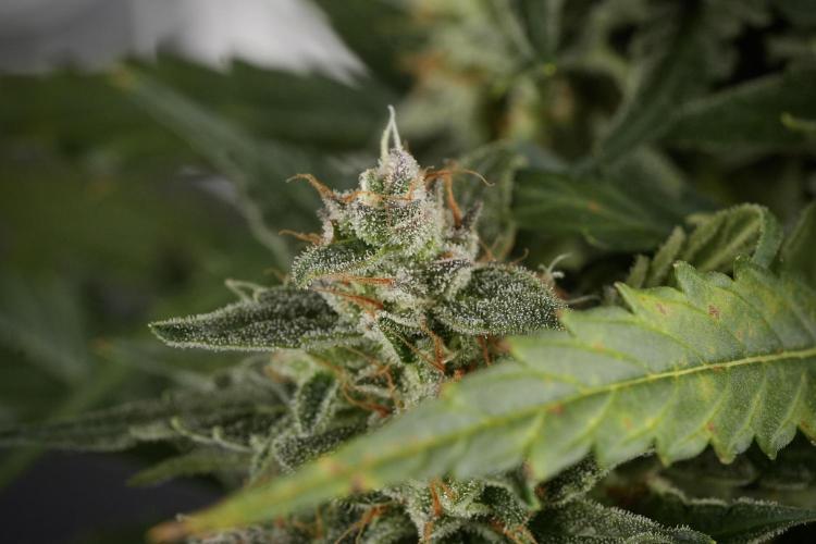 Amnesia Skunk The Zamnesia Way. Week 12 - Amnesia Skunk No Veg 12-12 from seed 