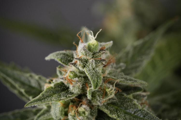 Amnesia Skunk The Zamnesia Way. Week 12 - Amnesia Skunk No Veg 12-12 from seed 