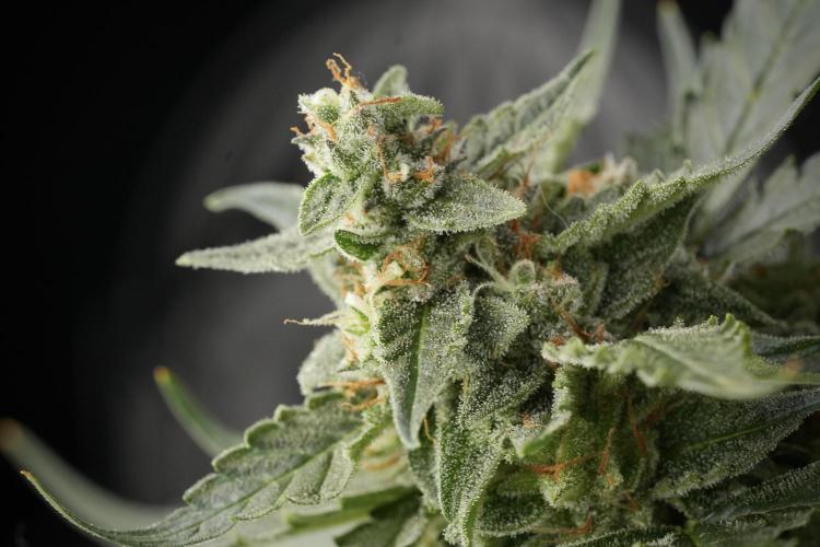 Amnesia Skunk The Zamnesia Way. Week 12 - Amnesia Skunk No Veg 12-12 from seed 