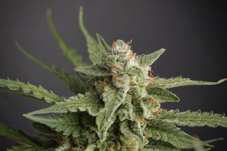 Amnesia Skunk The Zamnesia Way. Week 12 - Amnesia Skunk No Veg 12-12 from seed 