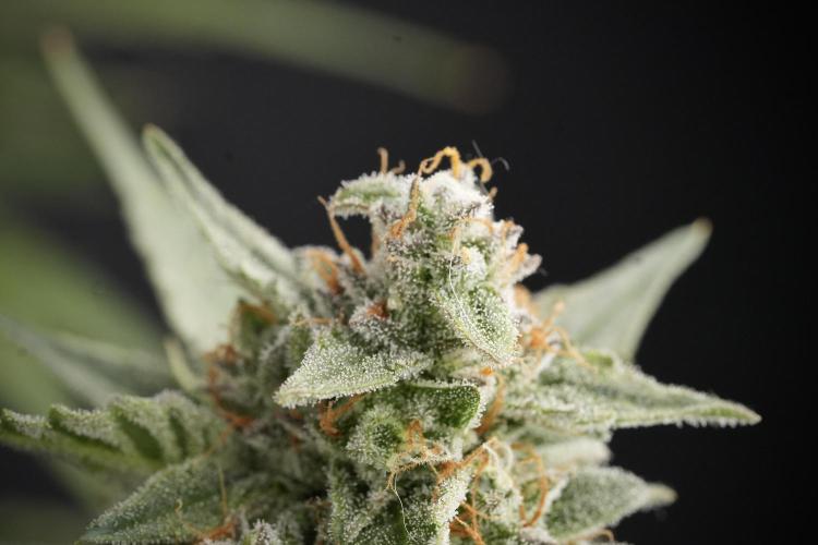 Amnesia Skunk The Zamnesia Way. Week 12 - Amnesia Skunk No Veg 12-12 from seed 