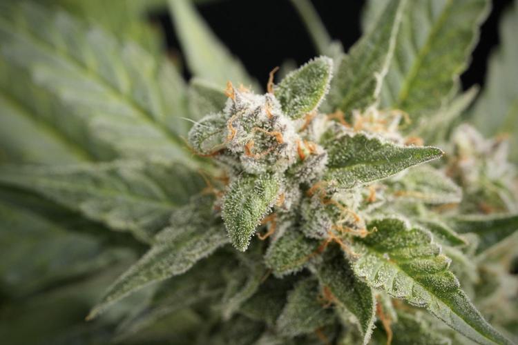 Amnesia Skunk The Zamnesia Way. Week 12 - Amnesia Skunk No Veg 12-12 from seed 