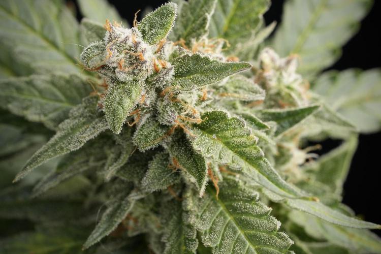 Amnesia Skunk The Zamnesia Way. Week 12 - Amnesia Skunk No Veg 12-12 from seed 