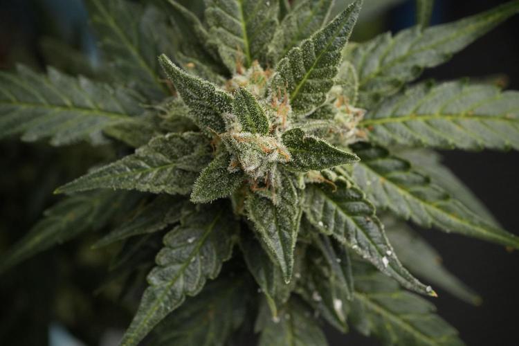Amnesia Skunk The Zamnesia Way. Week 12 - Amnesia Skunk No Veg 12-12 from seed 