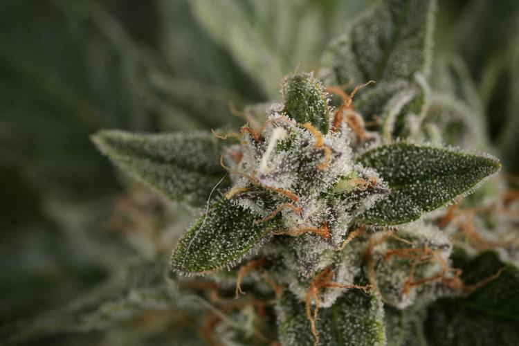 Amnesia Skunk The Zamnesia Way. Week 12 - Amnesia Skunk No Veg 12-12 from seed 