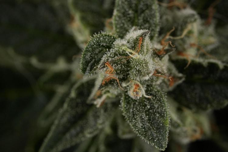 Amnesia Skunk The Zamnesia Way. Week 12 - Amnesia Skunk No Veg 12-12 from seed 
