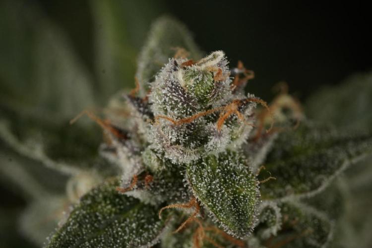 Amnesia Skunk The Zamnesia Way. Week 12 - Amnesia Skunk No Veg 12-12 from seed 