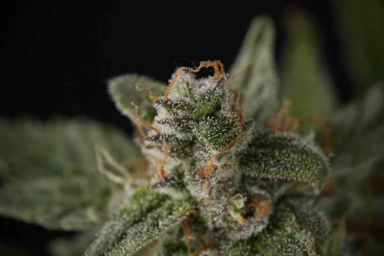 Amnesia Skunk The Zamnesia Way. Week 12 - Amnesia Skunk No Veg 12-12 from seed 