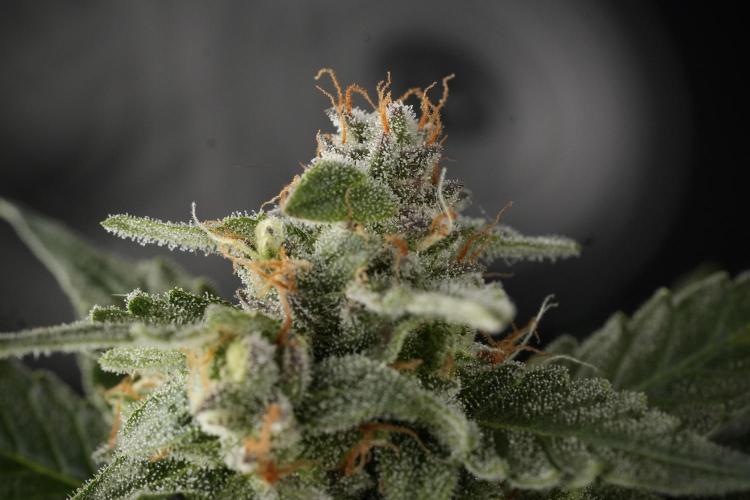 Amnesia Skunk The Zamnesia Way. Week 12 - Amnesia Skunk No Veg 12-12 from seed 