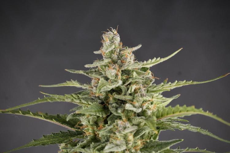 Amnesia Skunk The Zamnesia Way. Week 12 - Amnesia Skunk No Veg 12-12 from seed 