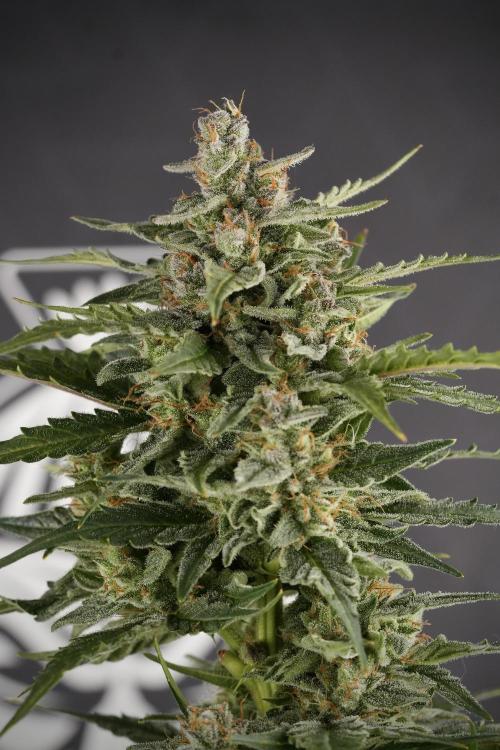 Amnesia Skunk The Zamnesia Way. Week 12 - Amnesia Skunk No Veg 12-12 from seed 