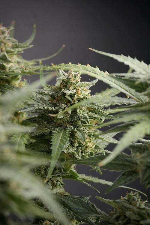 Amnesia Skunk The Zamnesia Way. Week 12 - Amnesia Skunk No Veg 12-12 from seed 