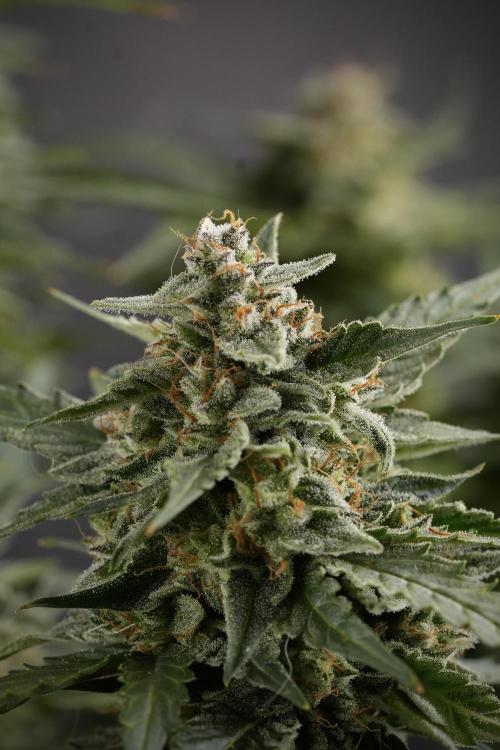 Amnesia Skunk The Zamnesia Way. Week 12 - Amnesia Skunk No Veg 12-12 from seed 