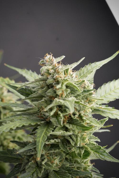 Amnesia Skunk The Zamnesia Way. Week 12 - Amnesia Skunk No Veg 12-12 from seed 