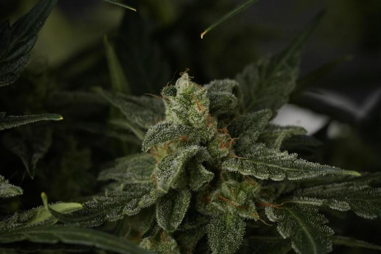 Amnesia Skunk The Zamnesia Way. Week 12 - Amnesia Skunk No Veg 12-12 from seed 