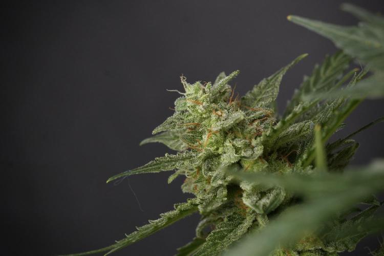Amnesia Skunk The Zamnesia Way. Week 12 - Amnesia Skunk No Veg 12-12 from seed 