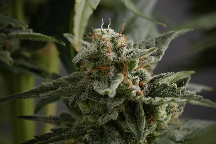 Amnesia Skunk The Zamnesia Way. Week 12 - Amnesia Skunk No Veg 12-12 from seed 