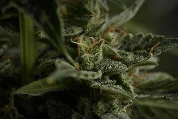 Amnesia Skunk The Zamnesia Way. Week 12 - Amnesia Skunk No Veg 12-12 from seed 