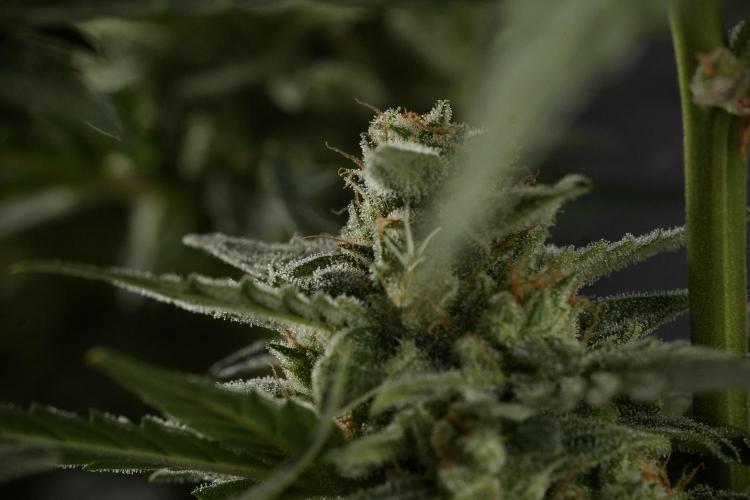Amnesia Skunk The Zamnesia Way. Week 12 - Amnesia Skunk No Veg 12-12 from seed 