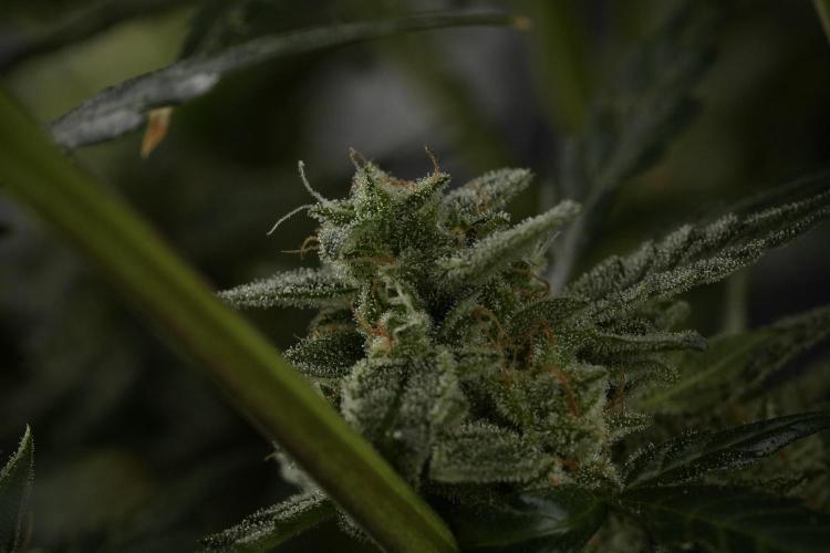 Amnesia Skunk The Zamnesia Way. Week 12 - Amnesia Skunk No Veg 12-12 from seed 