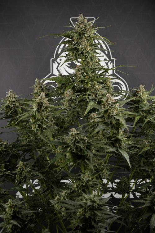 Amnesia Skunk The Zamnesia Way. Week 12 - Amnesia Skunk No Veg 12-12 from seed 