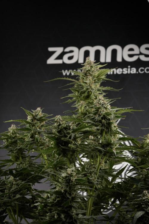 Amnesia Skunk The Zamnesia Way. Week 12 - Amnesia Skunk No Veg 12-12 from seed 