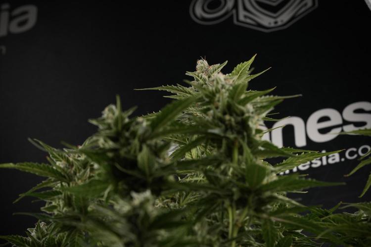 Amnesia Skunk The Zamnesia Way. Week 12 - Amnesia Skunk No Veg 12-12 from seed 