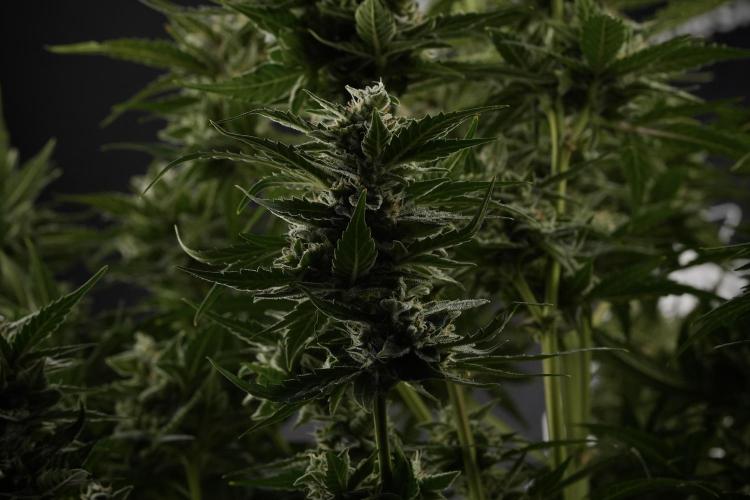 Amnesia Skunk The Zamnesia Way. Week 12 - Amnesia Skunk No Veg 12-12 from seed 