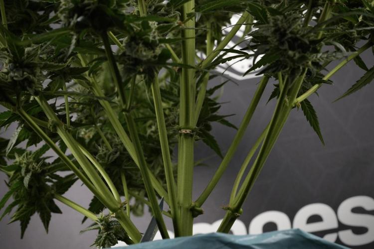 Amnesia Skunk The Zamnesia Way. Week 12 - Amnesia Skunk No Veg 12-12 from seed 