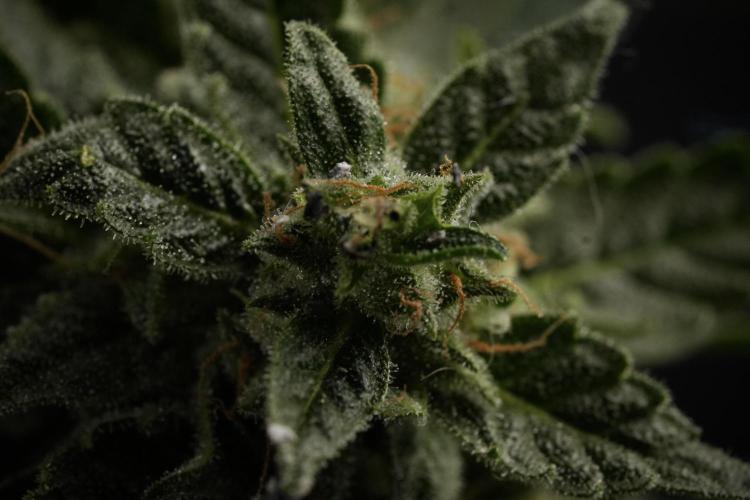 Amnesia Skunk The Zamnesia Way. Week 12 - Amnesia Skunk No Veg 12-12 from seed 