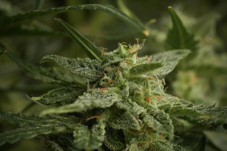 Amnesia Skunk The Zamnesia Way. Week 12 - Amnesia Skunk No Veg 12-12 from seed 