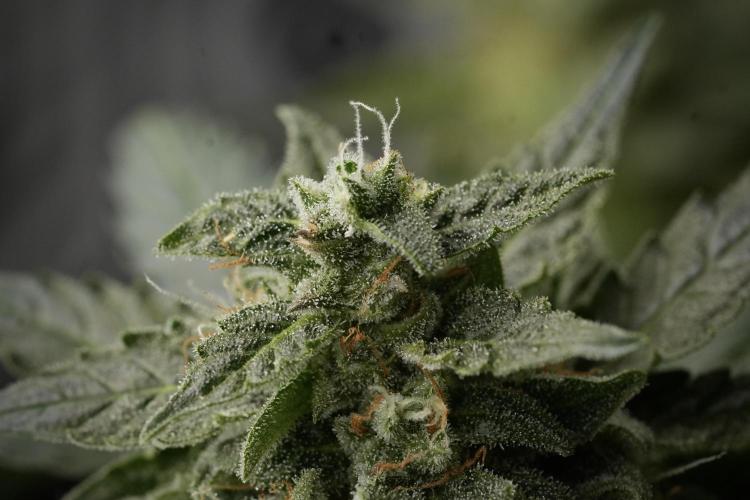 Amnesia Skunk The Zamnesia Way. Week 12 - Amnesia Skunk No Veg 12-12 from seed 