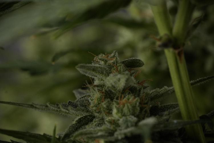 Amnesia Skunk The Zamnesia Way. Week 12 - Amnesia Skunk No Veg 12-12 from seed 