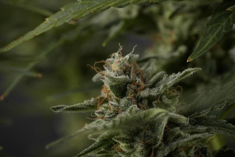 Amnesia Skunk The Zamnesia Way. Week 12 - Amnesia Skunk No Veg 12-12 from seed 