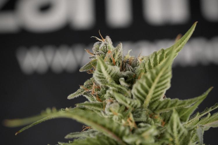 Amnesia Skunk The Zamnesia Way. Week 12 - Amnesia Skunk No Veg 12-12 from seed 