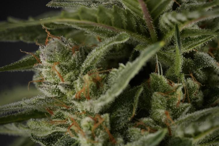 Amnesia Skunk The Zamnesia Way. Week 12 - Amnesia Skunk No Veg 12-12 from seed 