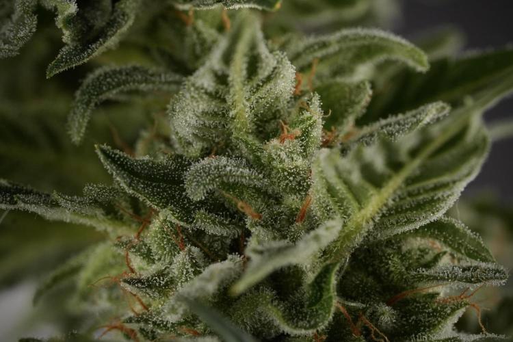 Amnesia Skunk The Zamnesia Way. Week 12 - Amnesia Skunk No Veg 12-12 from seed 