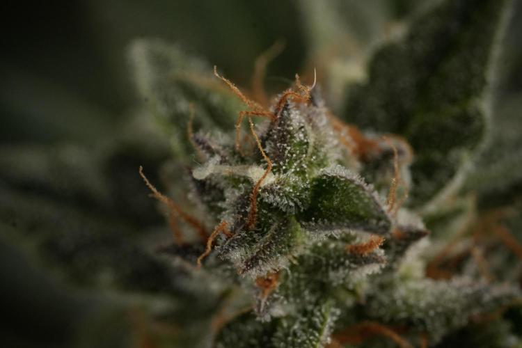 Amnesia Skunk The Zamnesia Way. Week 12 - Amnesia Skunk No Veg 12-12 from seed 
