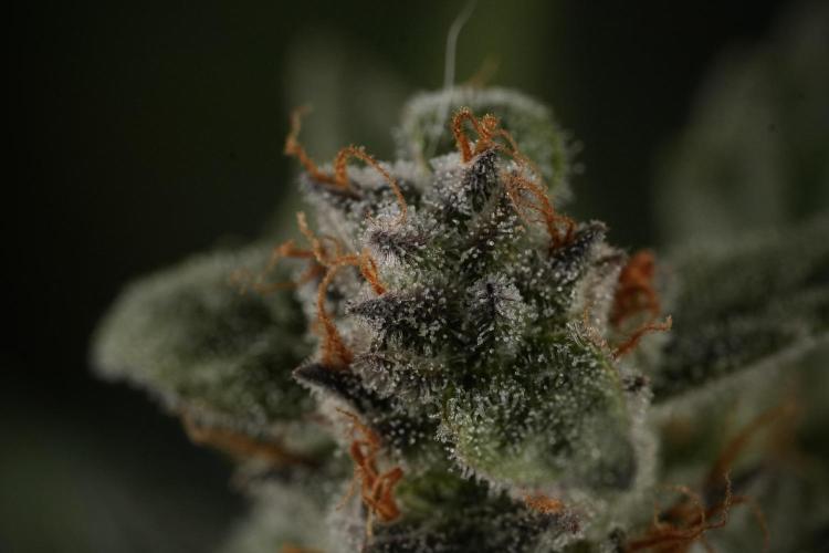 Amnesia Skunk The Zamnesia Way. Week 12 - Amnesia Skunk No Veg 12-12 from seed 